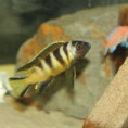 Pseudotropheus elongatus bee chirwa  ,псевдотрофеус элонгатус би чирва 